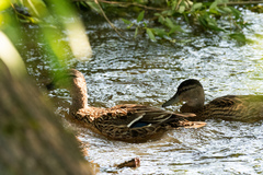 Anas platyrhynchos