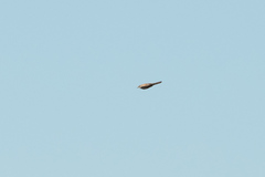 Curruca communis