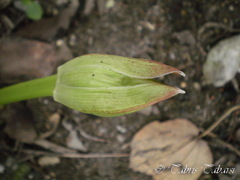 Scadoxus multiflorus