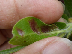 Exobasidium arctostaphyli