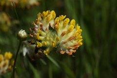 Anthyllis vulneraria polyphylla