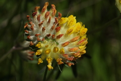Anthyllis vulneraria polyphylla