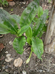 Scadoxus multiflorus