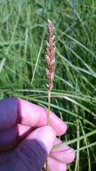 Carex sartwellii