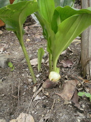 Scadoxus multiflorus