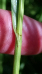 Carex sartwellii