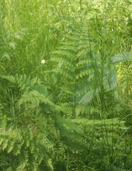 Dryopteris carthusiana