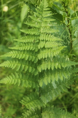 Dryopteris carthusiana