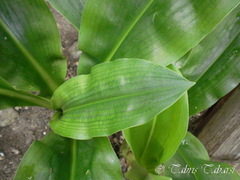 Scadoxus multiflorus
