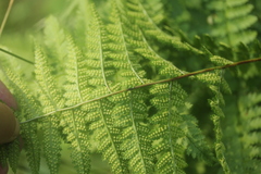 Dryopteris carthusiana