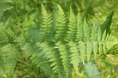 Dryopteris carthusiana