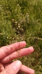 Dichanthelium leibergii