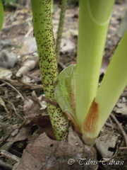 Scadoxus multiflorus