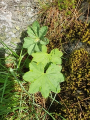 Alchemilla glabra