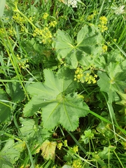Alchemilla glabra