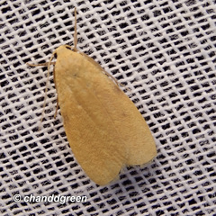 Paralithosia shaowuica