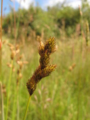 Carex leporina