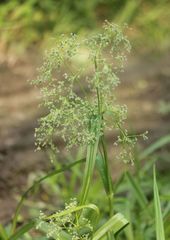 Scirpus sylvaticus