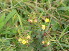 Alectra sessiliflora