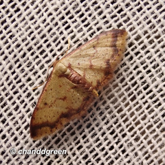 Idaea impexa