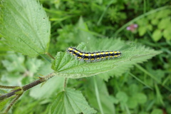 Callimorpha dominula