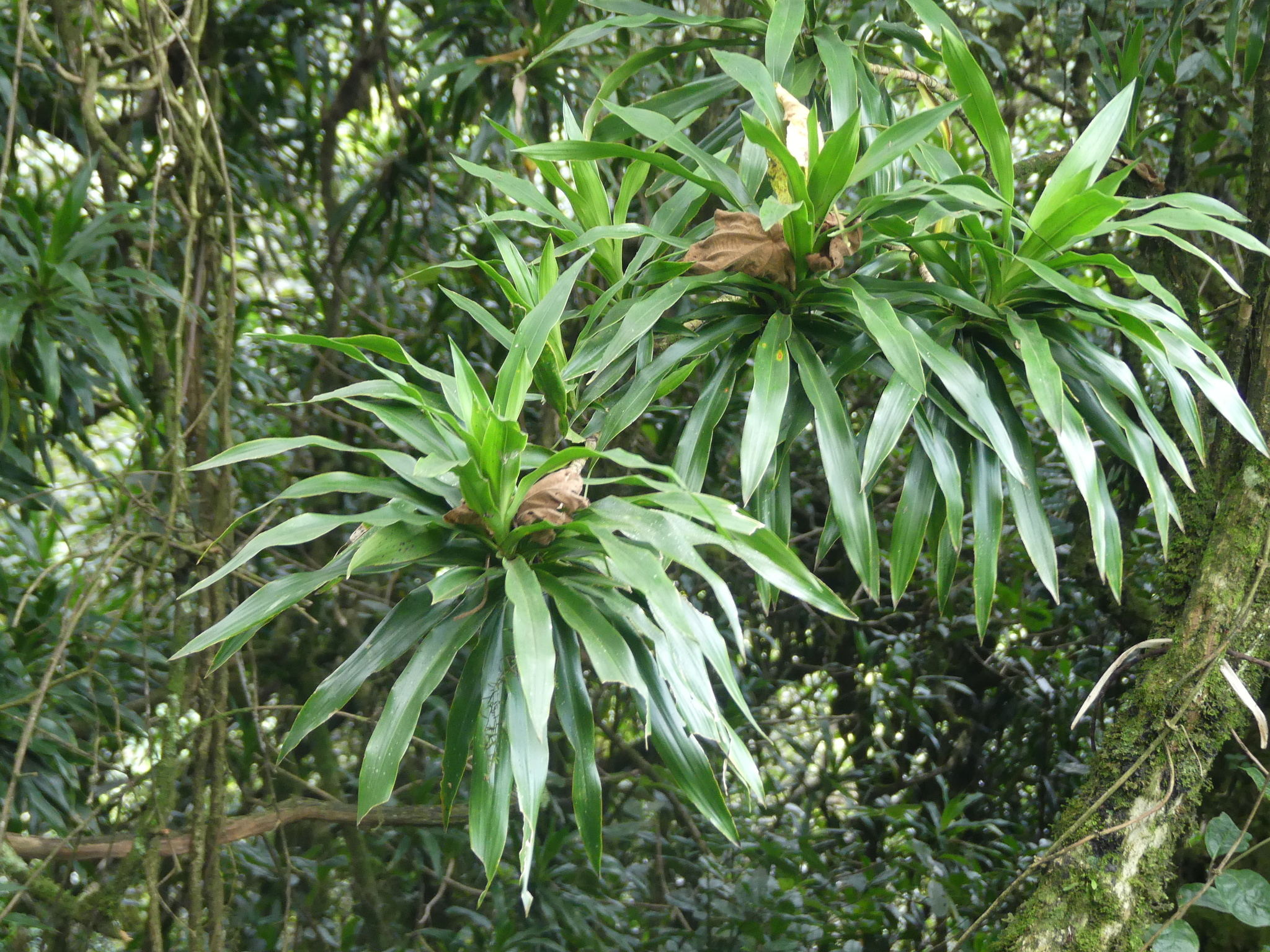 Dracaena afromontana  iNaturalist