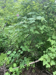 Physocarpus malvaceus