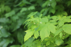 Rubus idaeus