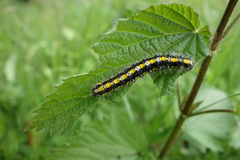 Callimorpha dominula