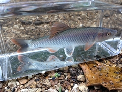Whitetail Shiner photo 3