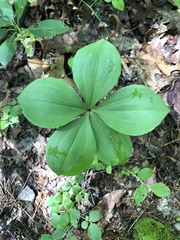 Isotria verticillata