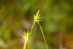 Carex folliculata