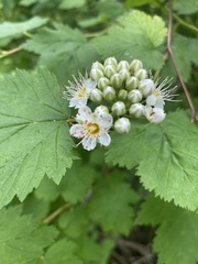 Physocarpus malvaceus