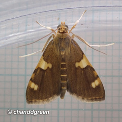 Sameodes cancellalis