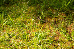 Carex folliculata