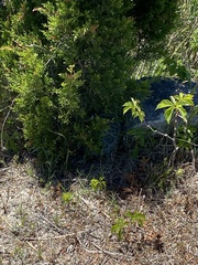 Malaclemys terrapin terrapin