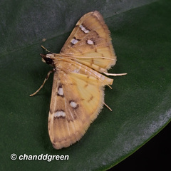Cotachena histricalis