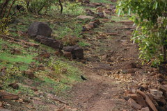 Onychognathus neumanni