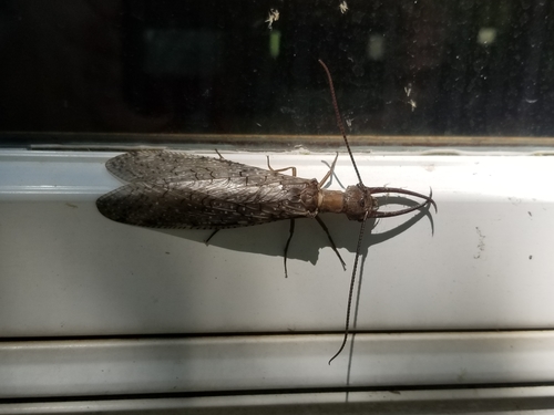 Eastern dobsonfly