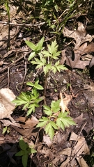 Ranunculus pensylvanicus