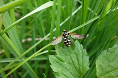 Xanthogramma citrofasciatum