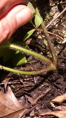 Ranunculus pensylvanicus