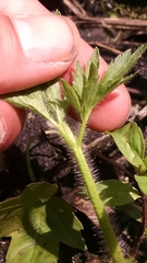 Ranunculus pensylvanicus