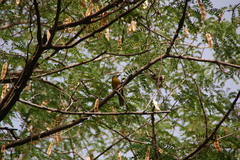Malaconotus blanchoti