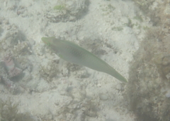 Halichoeres chloropterus