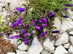 Edraianthus serpyllifolius