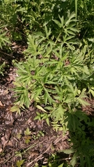 Ranunculus pensylvanicus