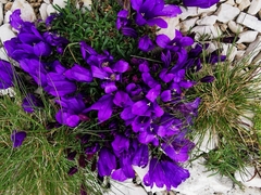 Edraianthus serpyllifolius