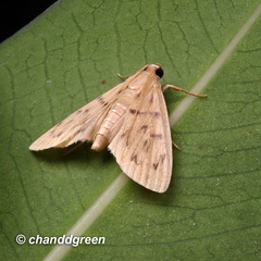 Tabidia obvia