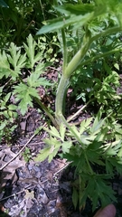 Ranunculus pensylvanicus